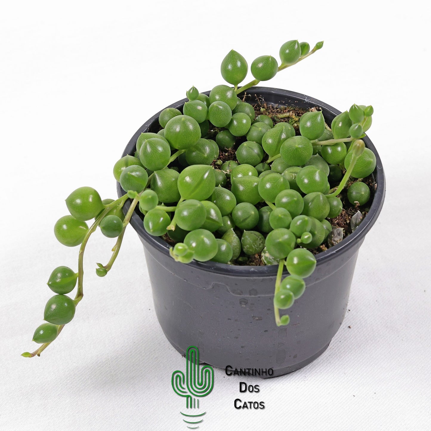 Senecio Rowleyanus "Colar de Pérolas"