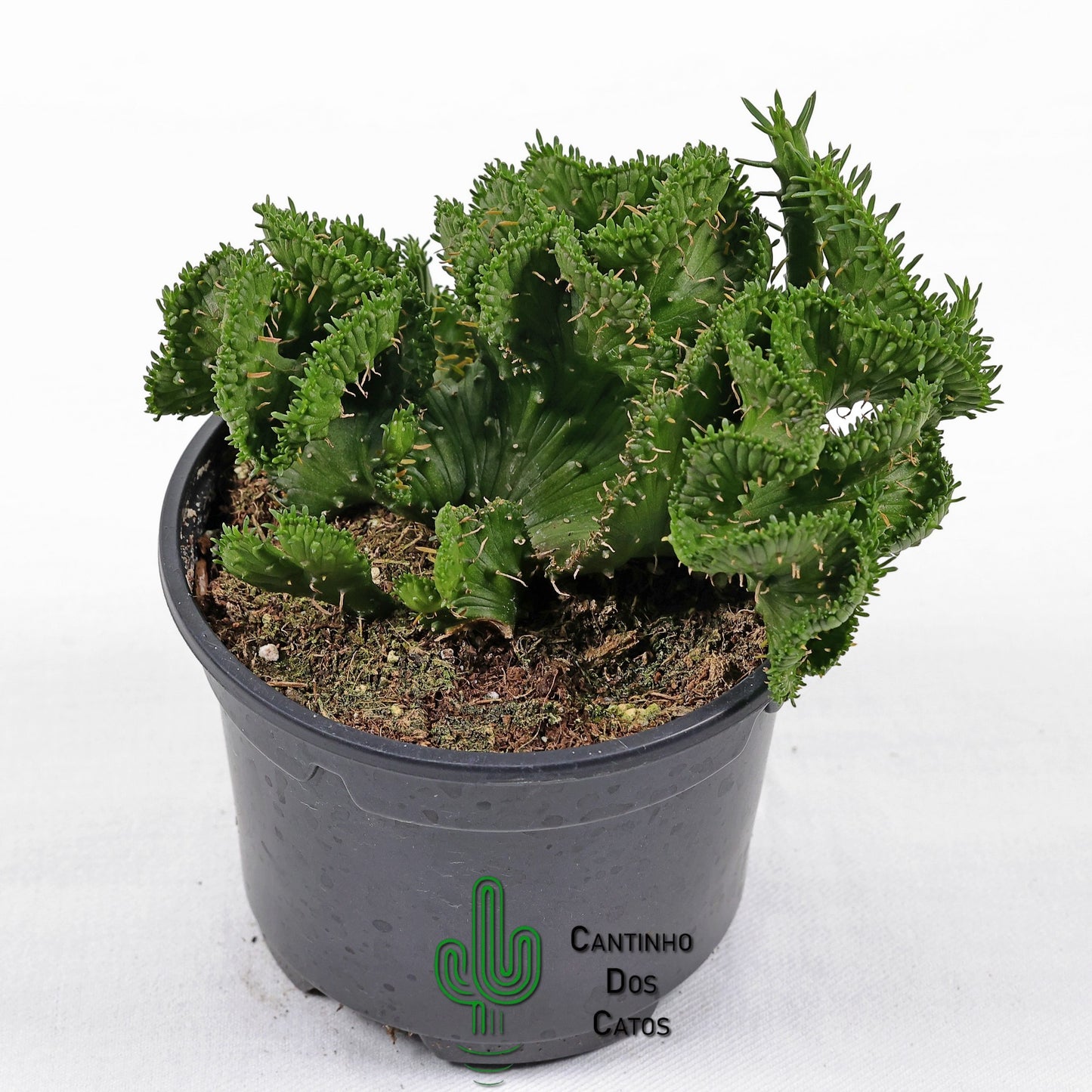 Euphorbia Flanaganii form. Cristata