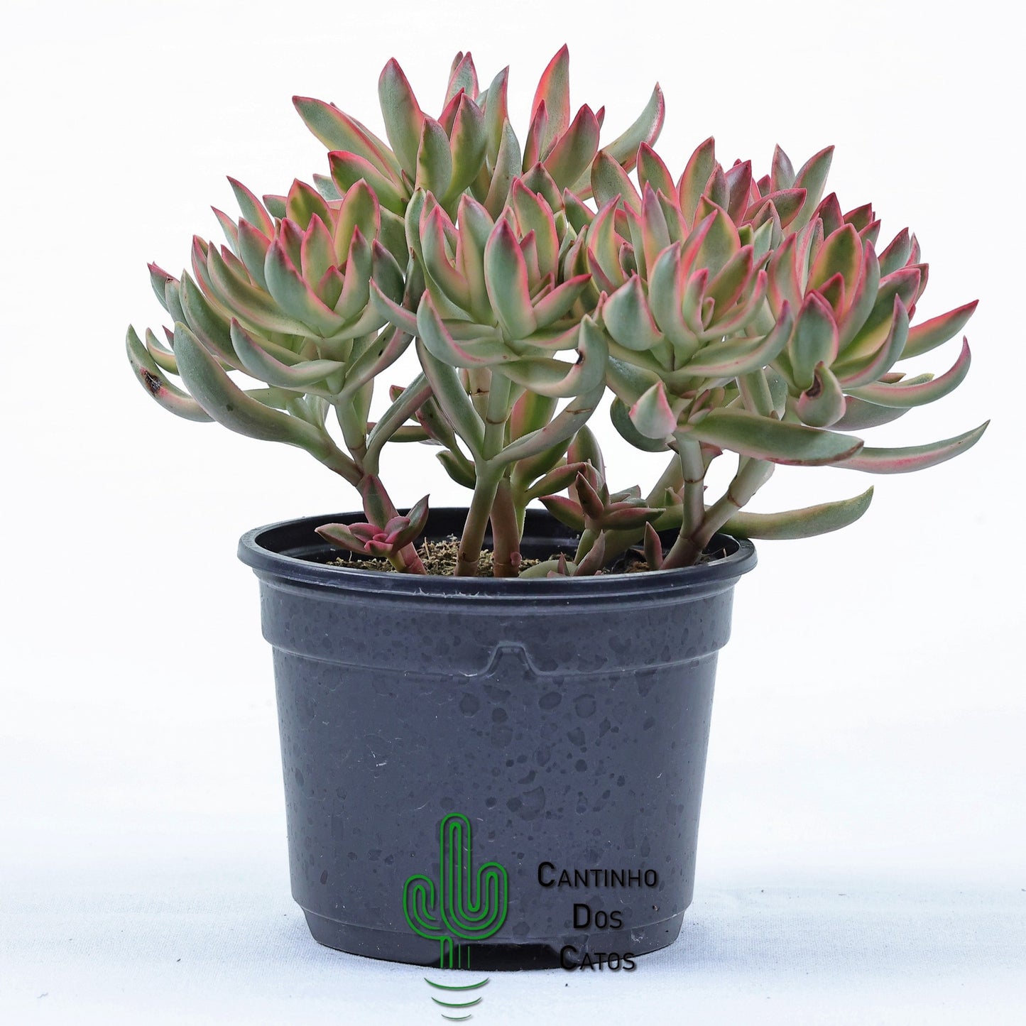 Crassula dejecta variegata