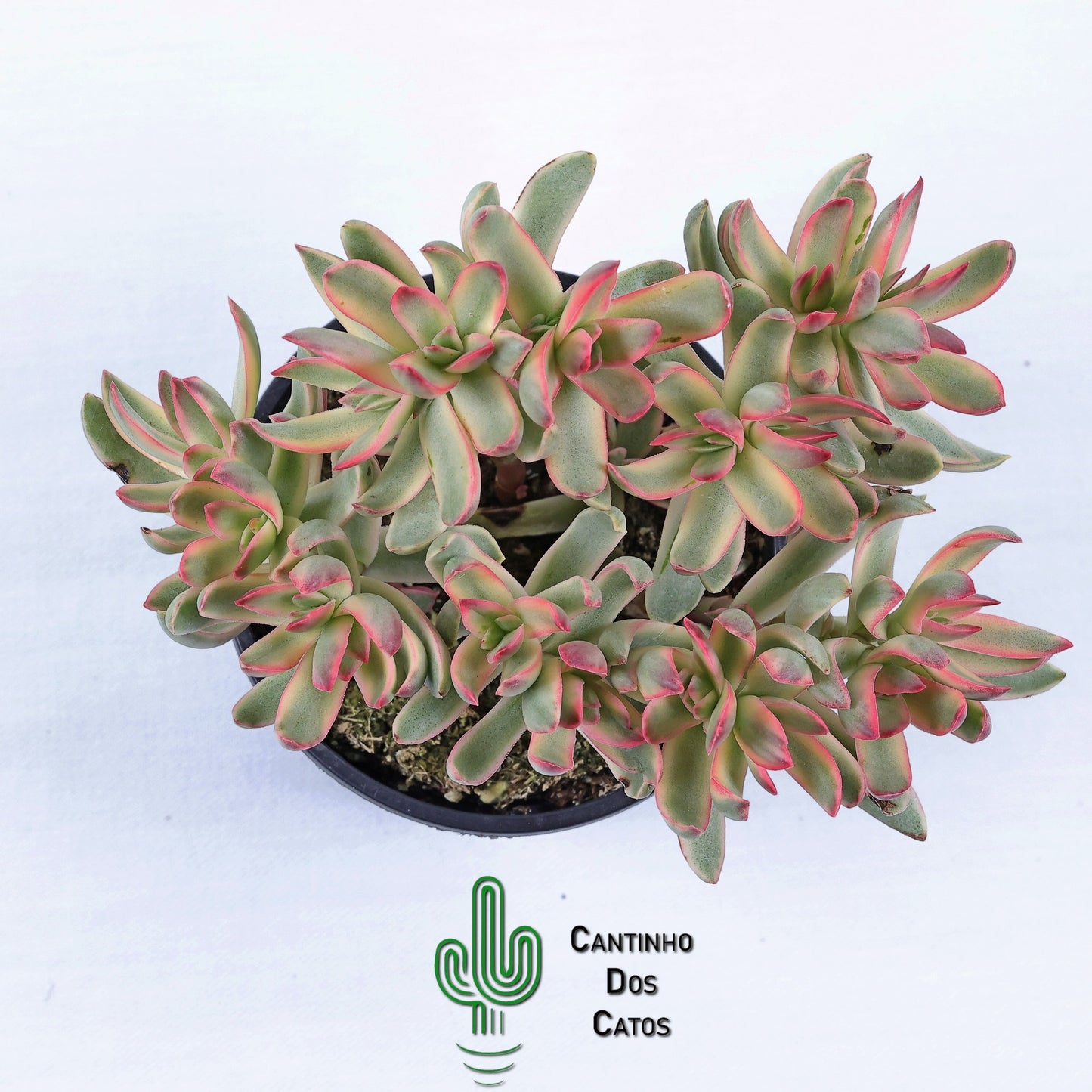 Crassula dejecta variegata