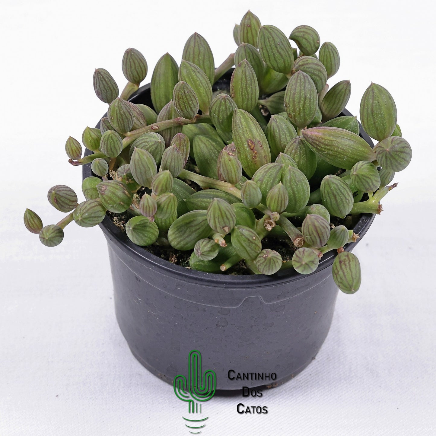 Senecio Herreianus "Colar de Melancia"