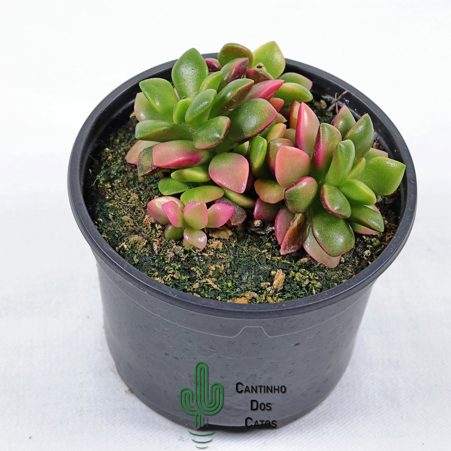 Anacampseros Rufescens Variegata