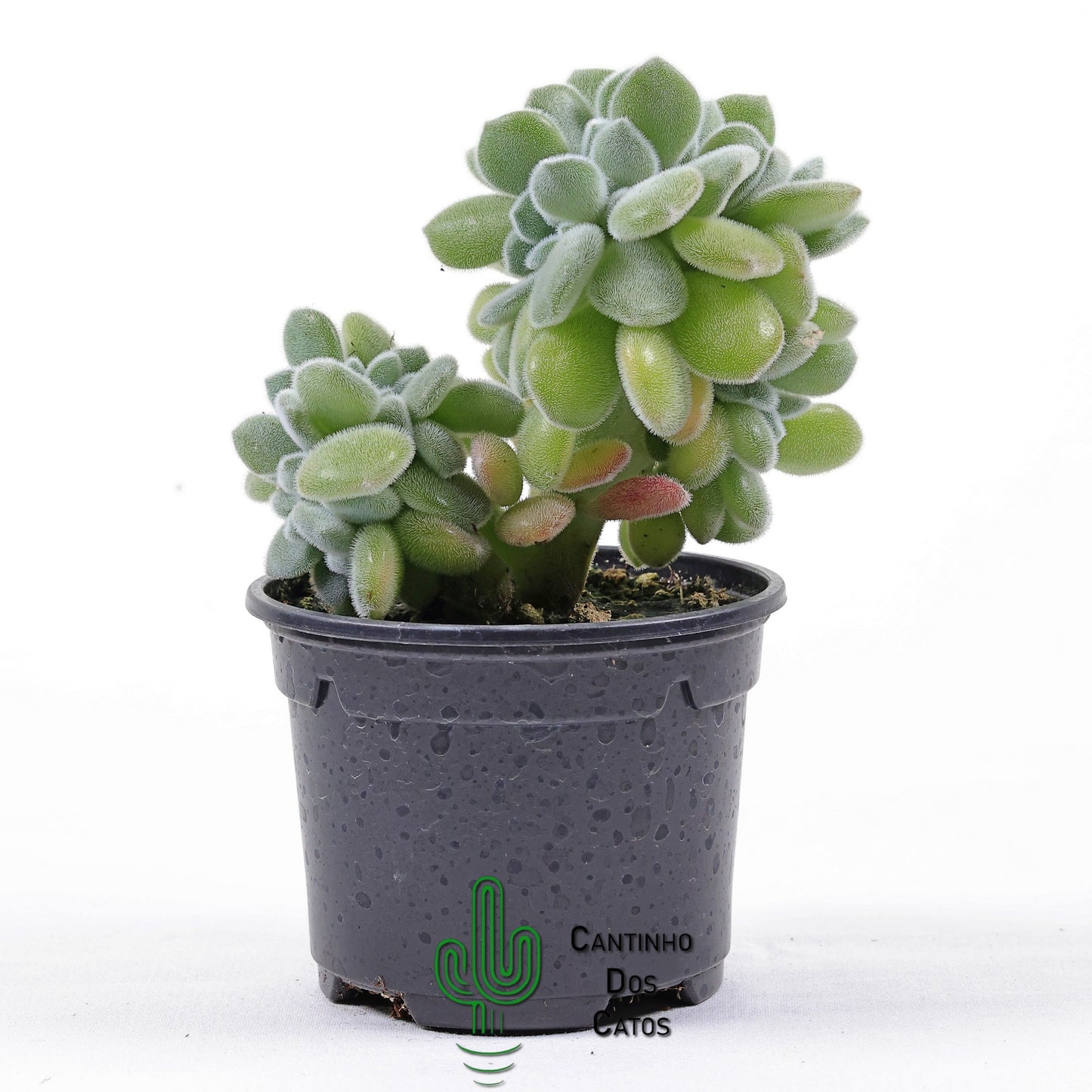 Echeveria Pulvinata 'Frosty' form. cristata