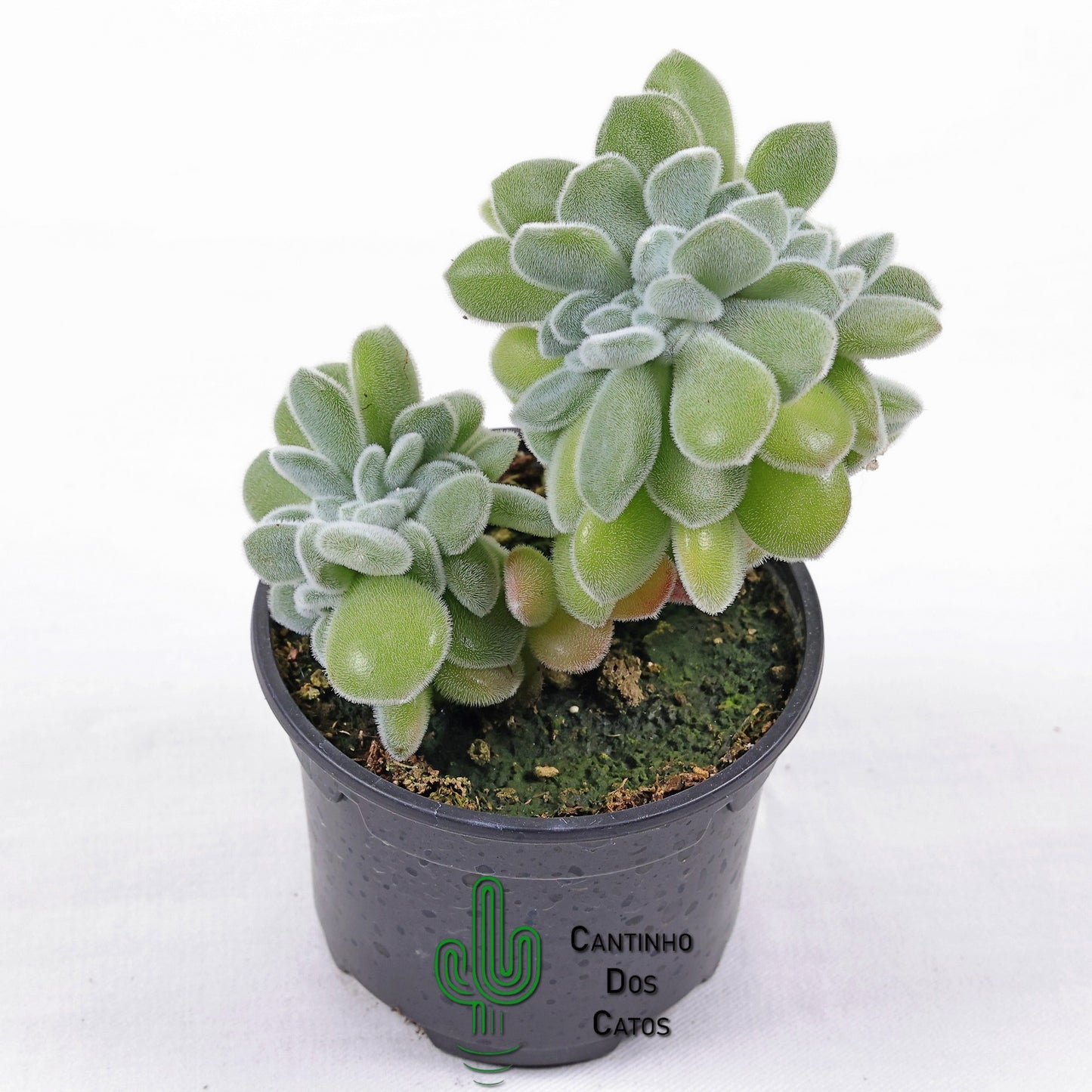 Echeveria Pulvinata 'Frosty' form. cristata