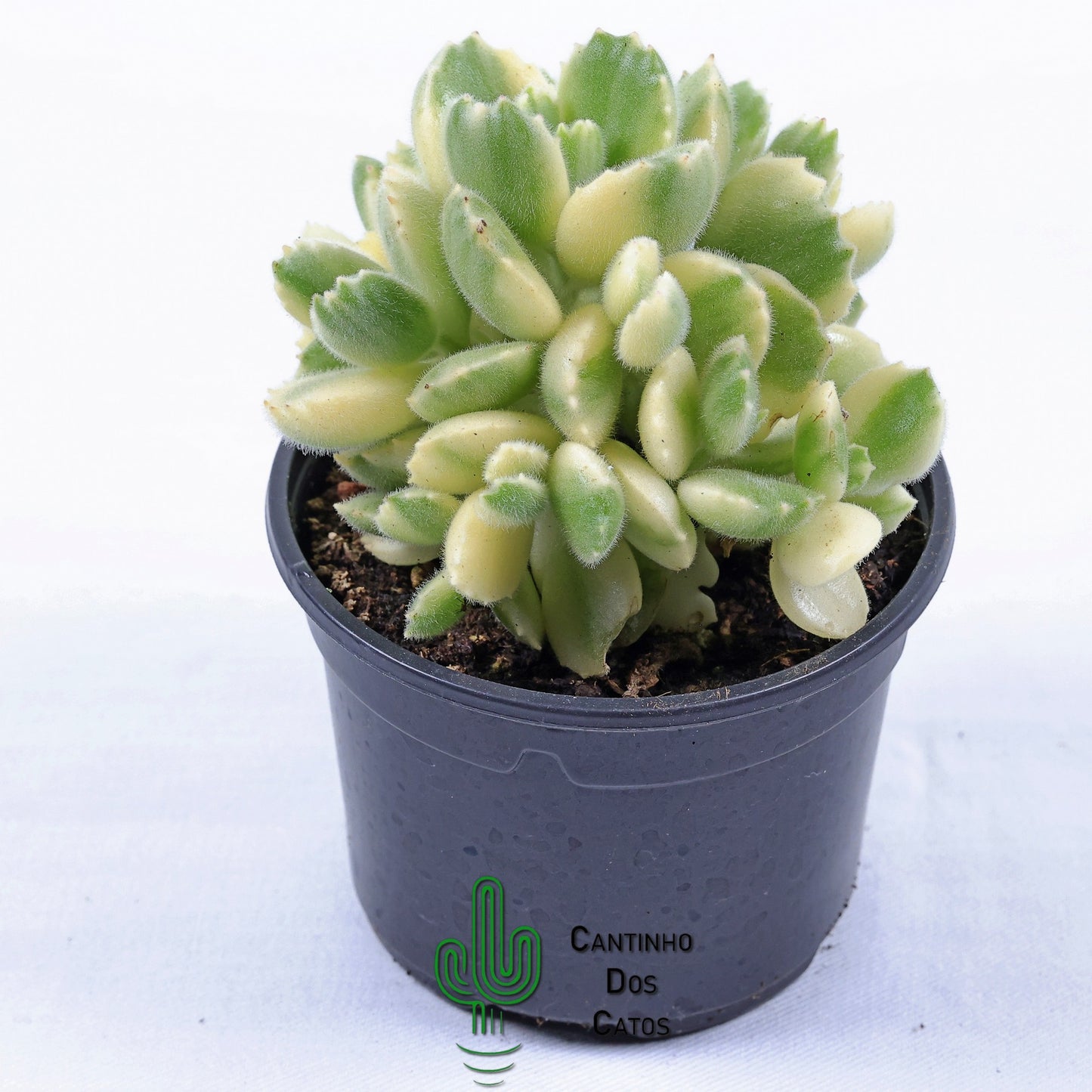 Cotyledon Tomentosa Variegata