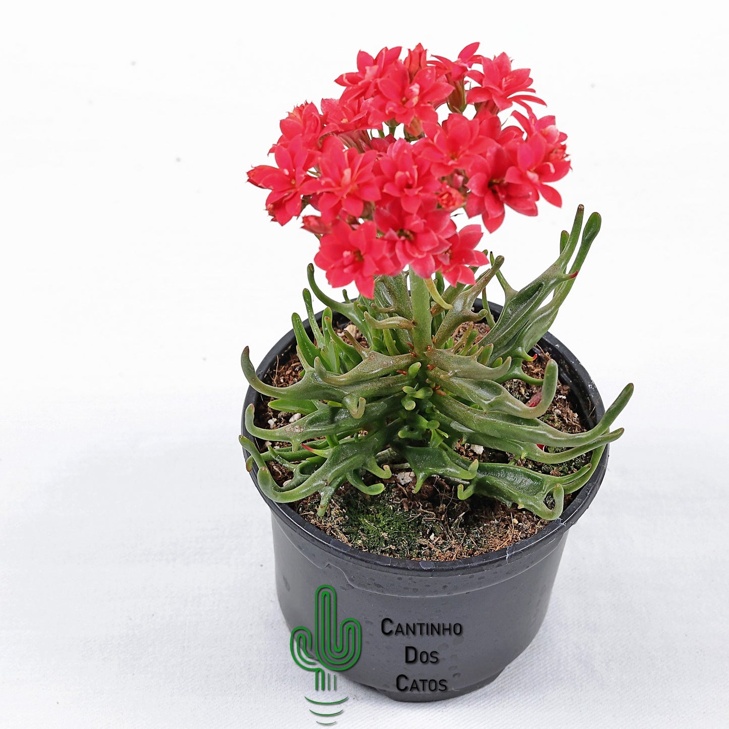 Kalanchoe Kewensis