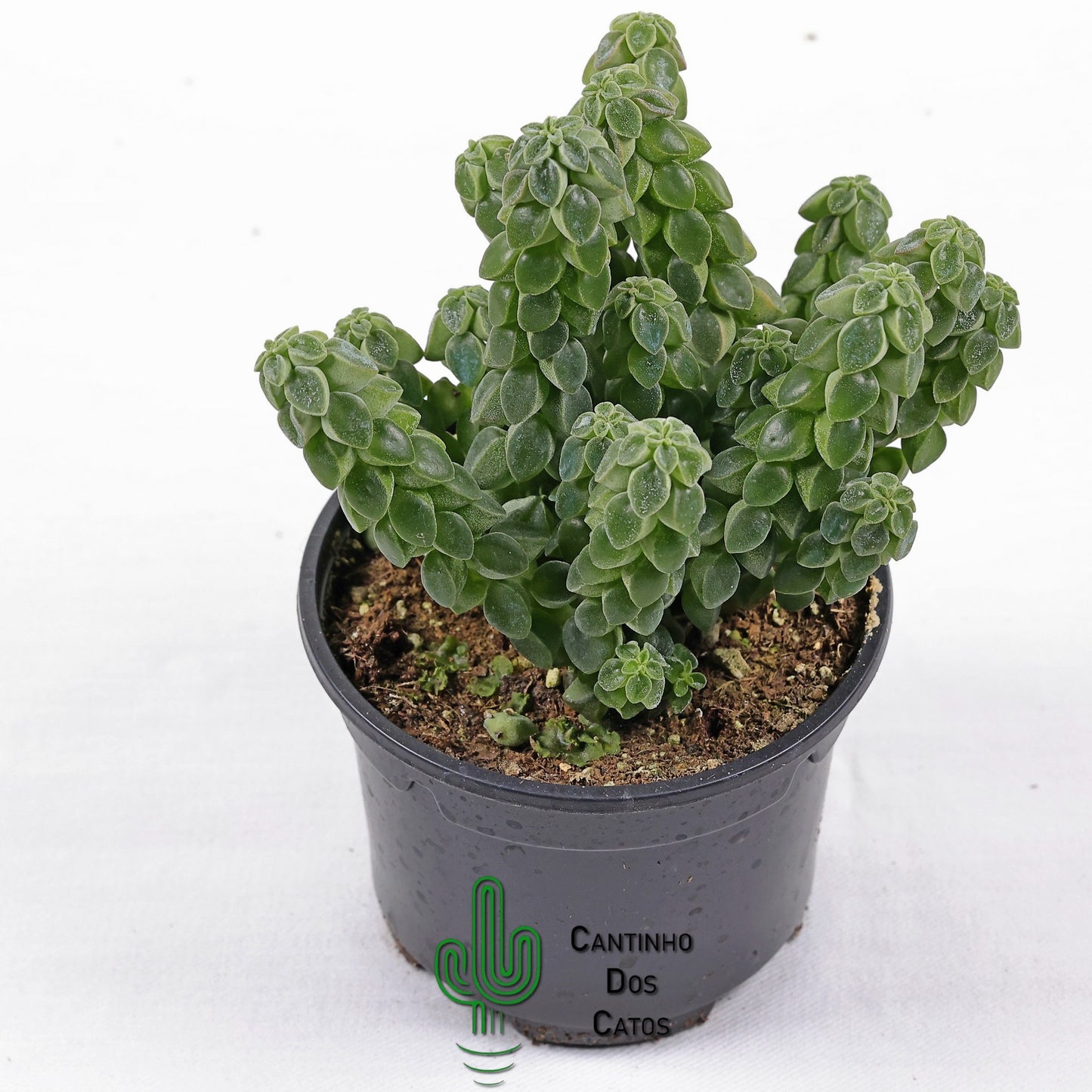 Peperomia Columella