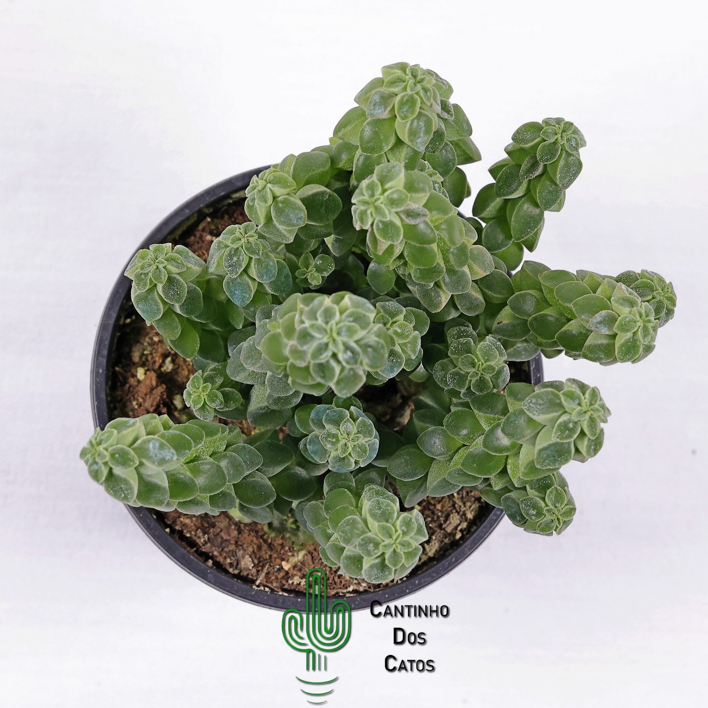 Peperomia Columella