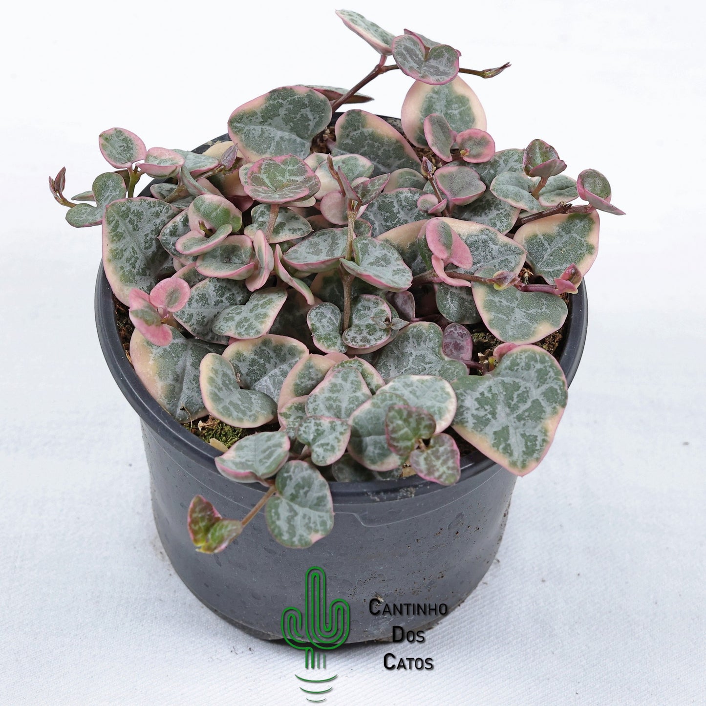 Ceropegia Linearis Subsp. Woodii Variegata