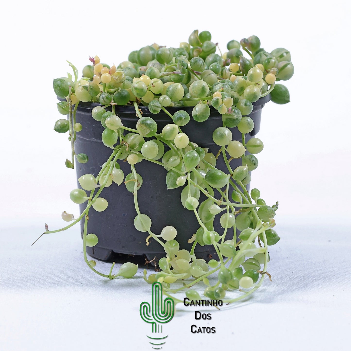 Senecio Rowleyanus Variegata