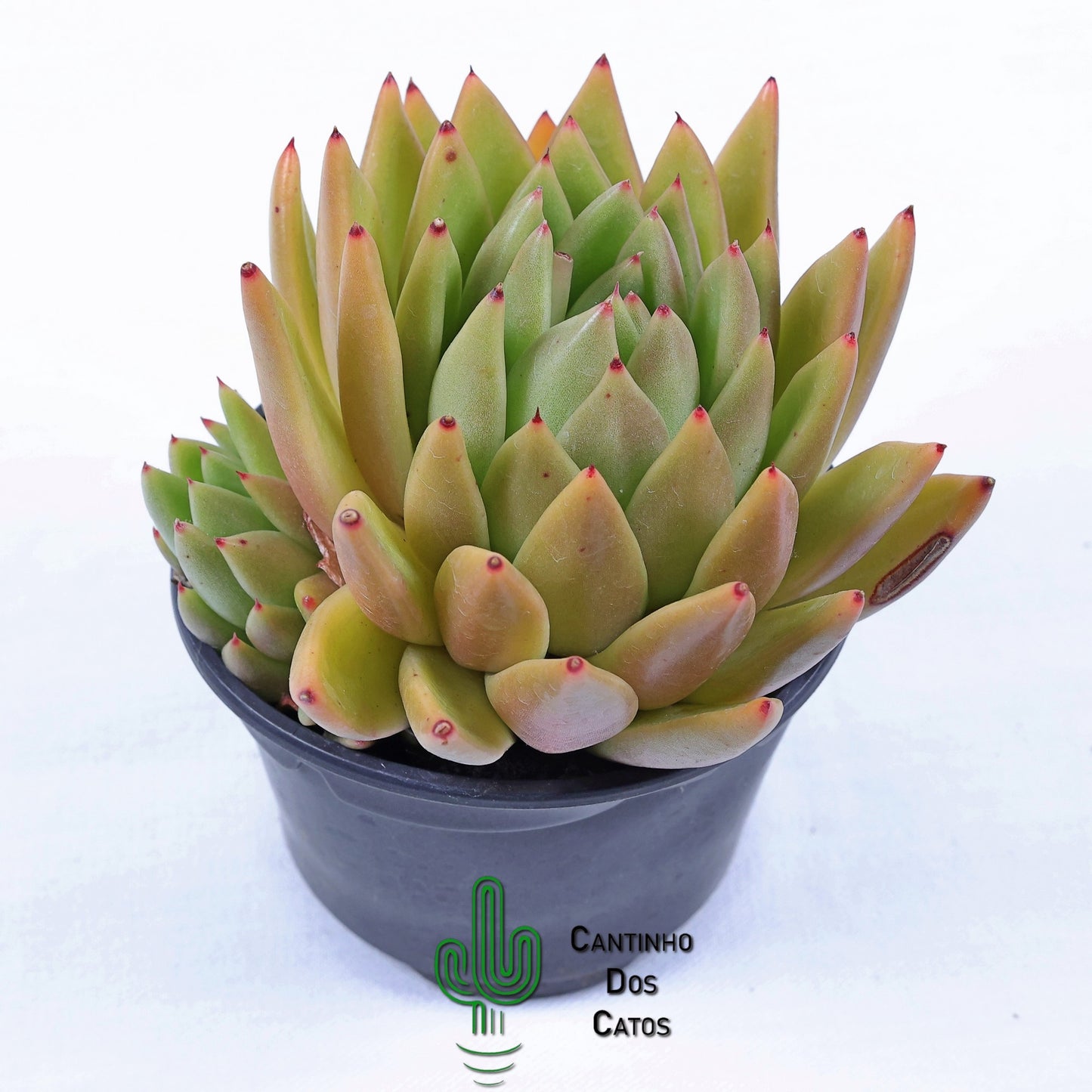 Echeveria agavoides 'Corderoyi'