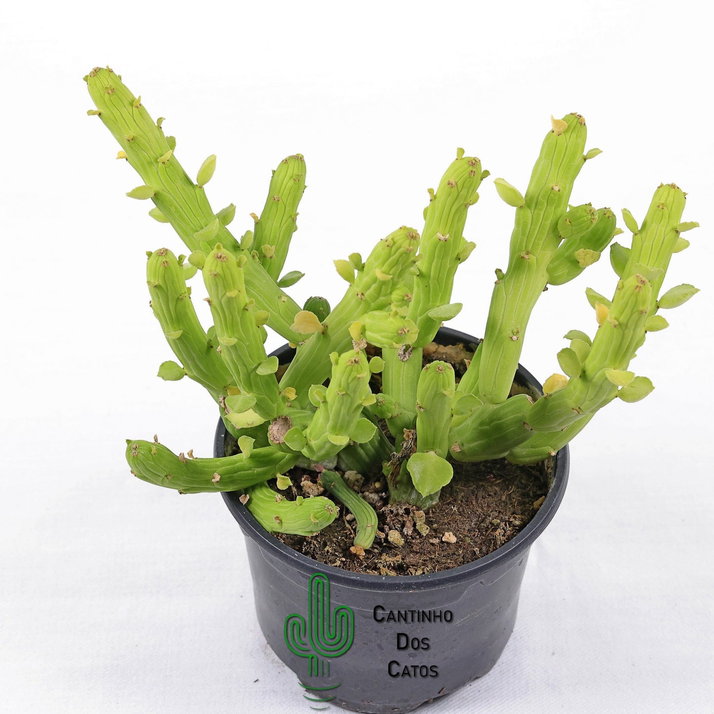Euphorbia Monadenium Bisellenbeckii