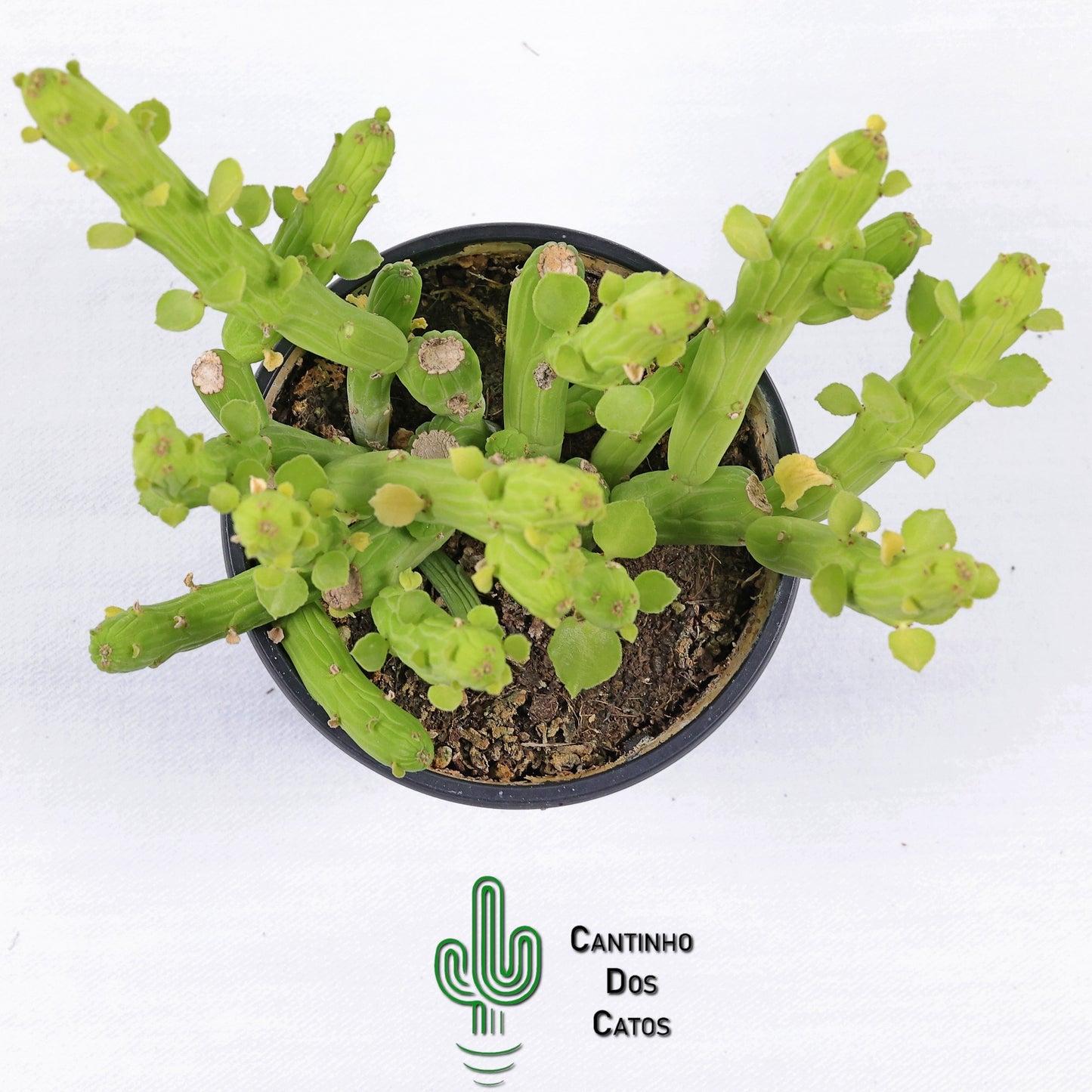 Euphorbia Monadenium Bisellenbeckii