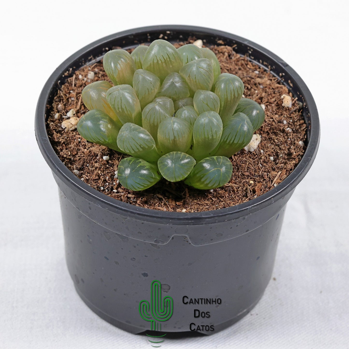 Haworthia Cooperi var. obtusa