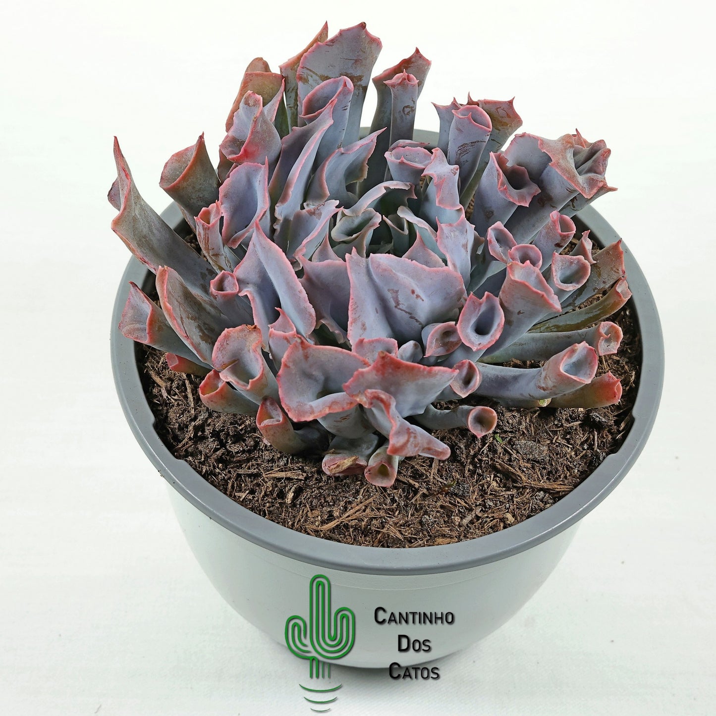 Echeveria ‘Trumpet Pinky’