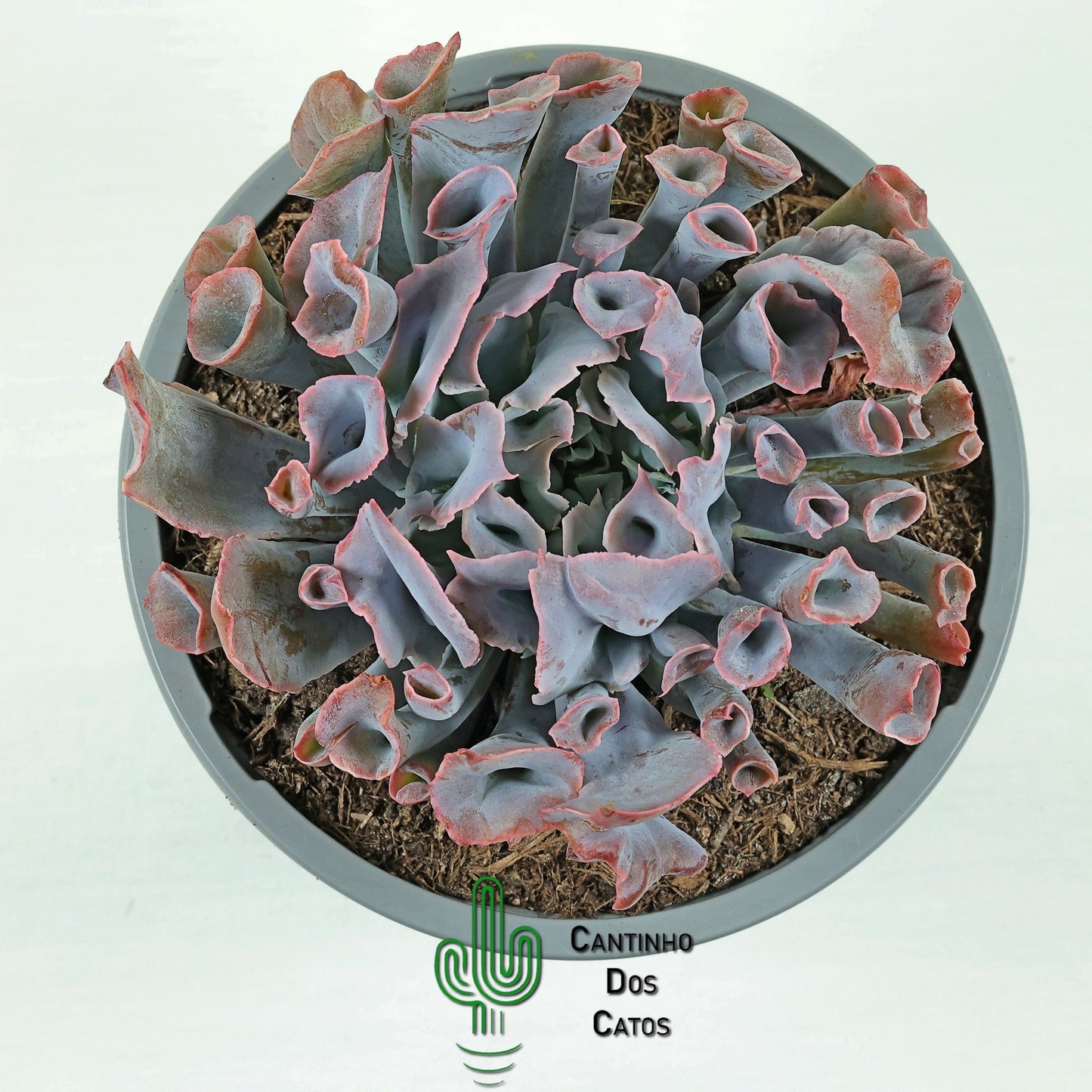 Echeveria ‘Trumpet Pinky’
