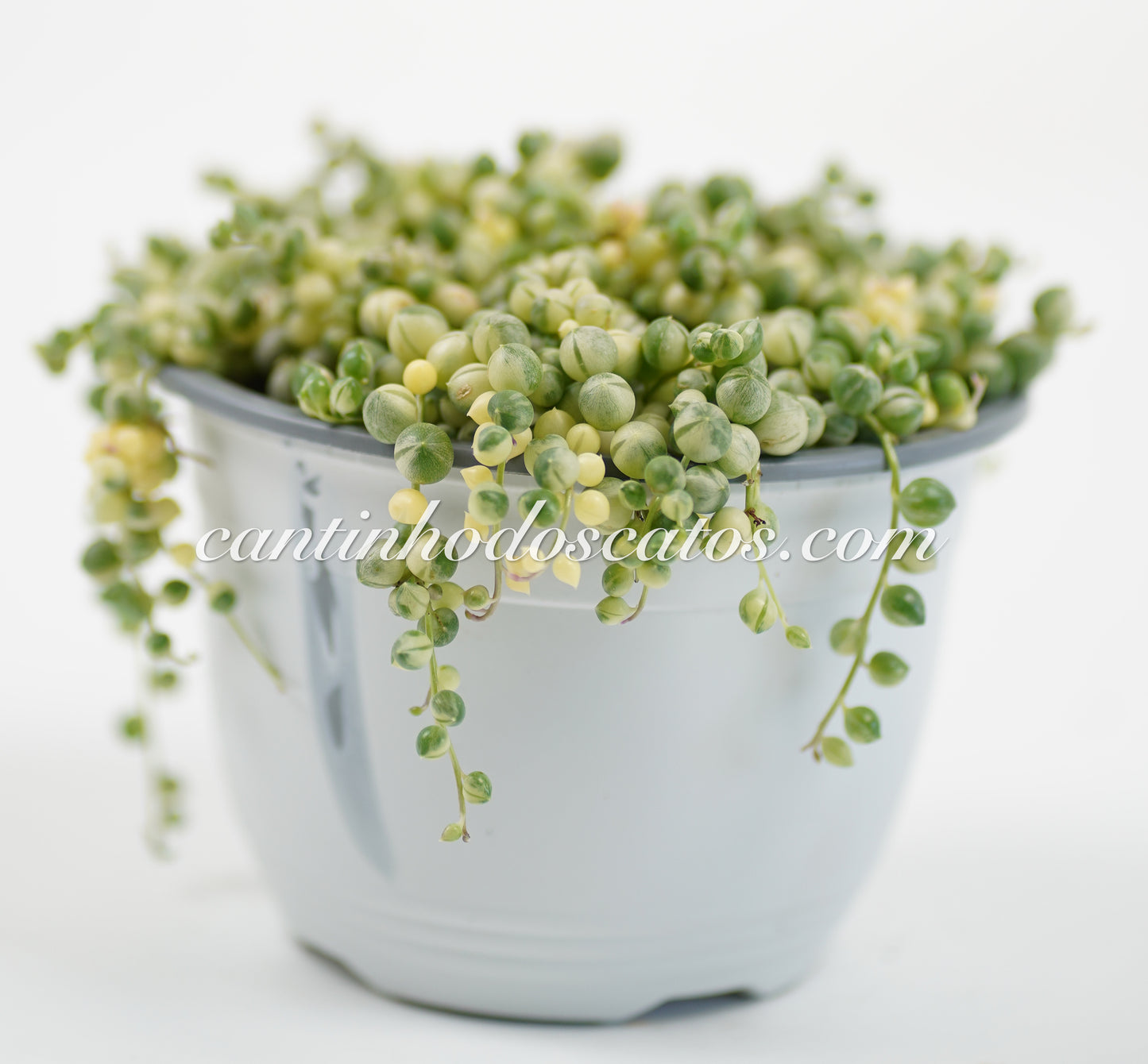 Senecio Rowleyans Variegata