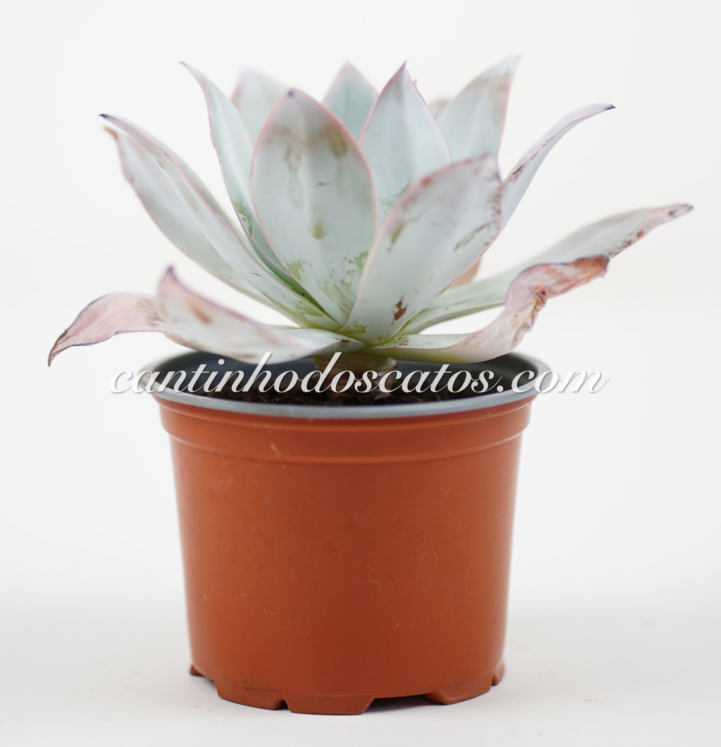 Echeveria Cante