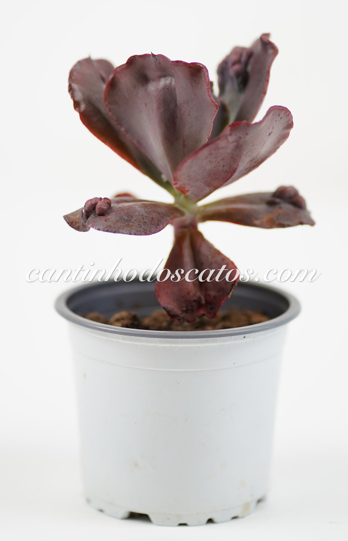 Echeveria Gibbiflora "Increible"