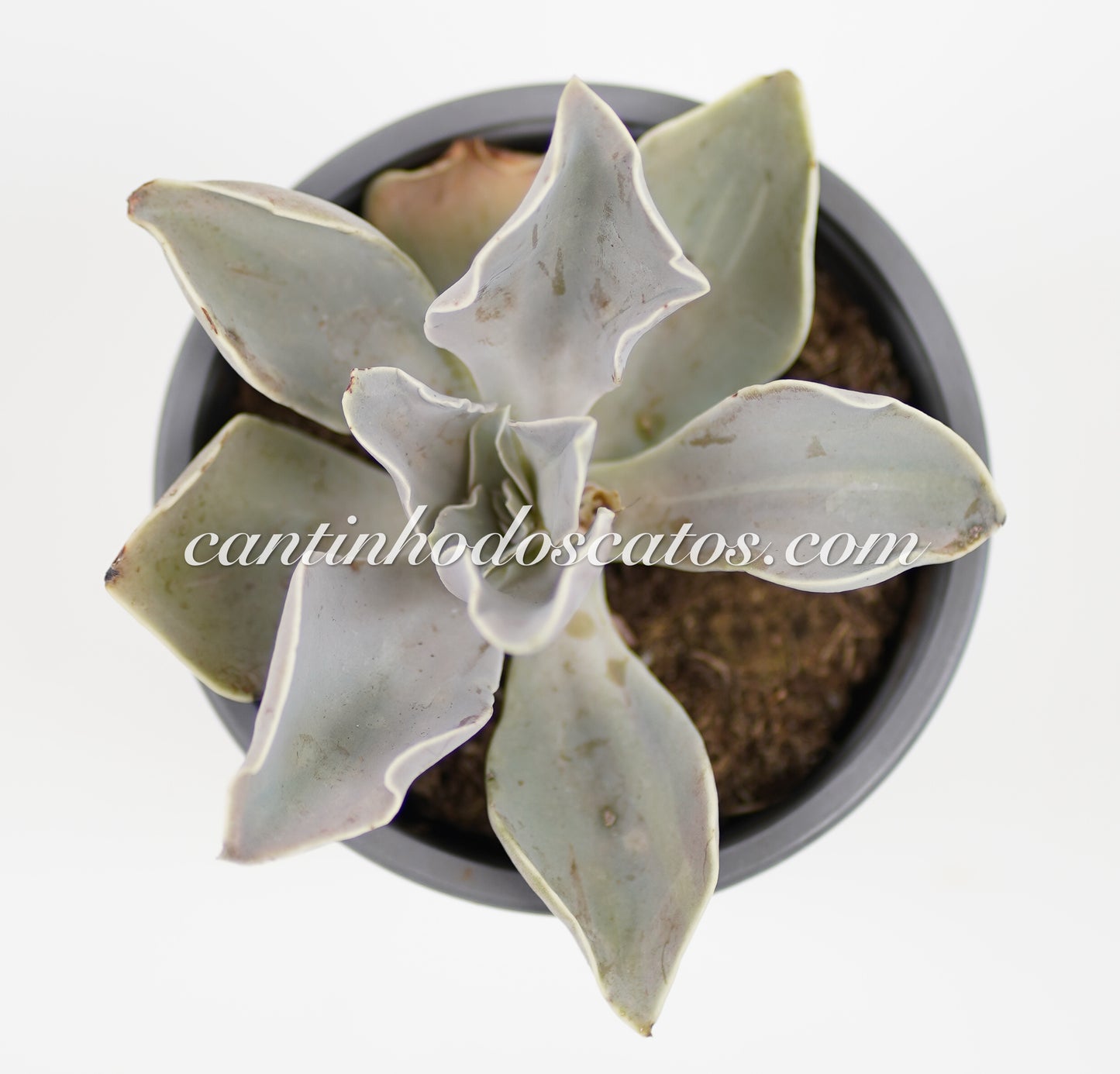 Echeveria Strictiflora