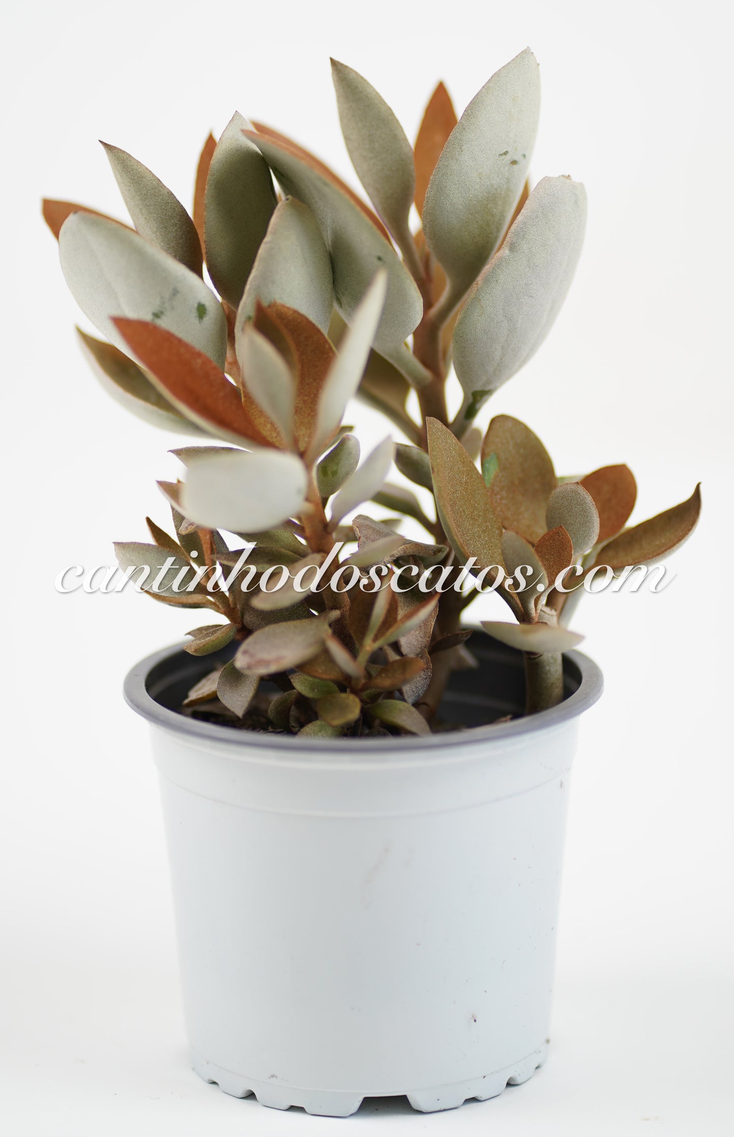 Kalanchoe Orgyalis "Colher de Cobre"