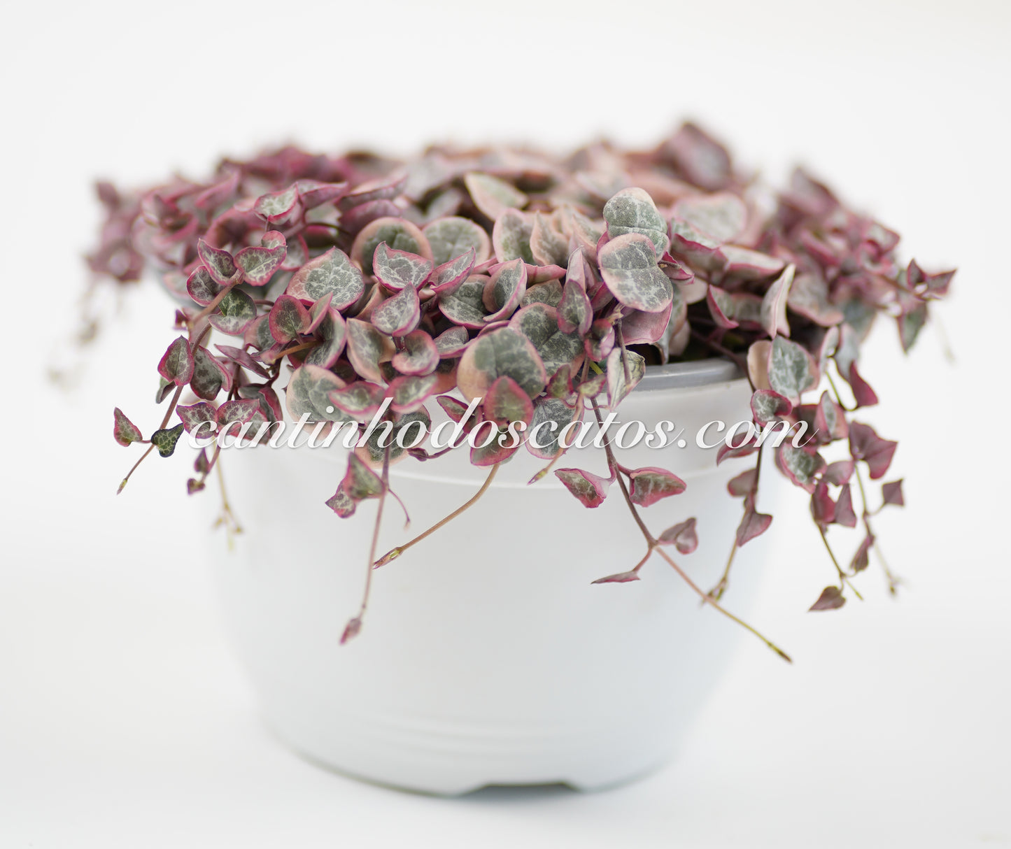 Ceropegia Woodii Variegata