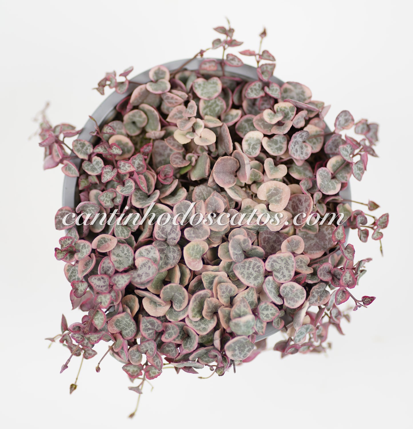 Ceropegia Woodii Variegata