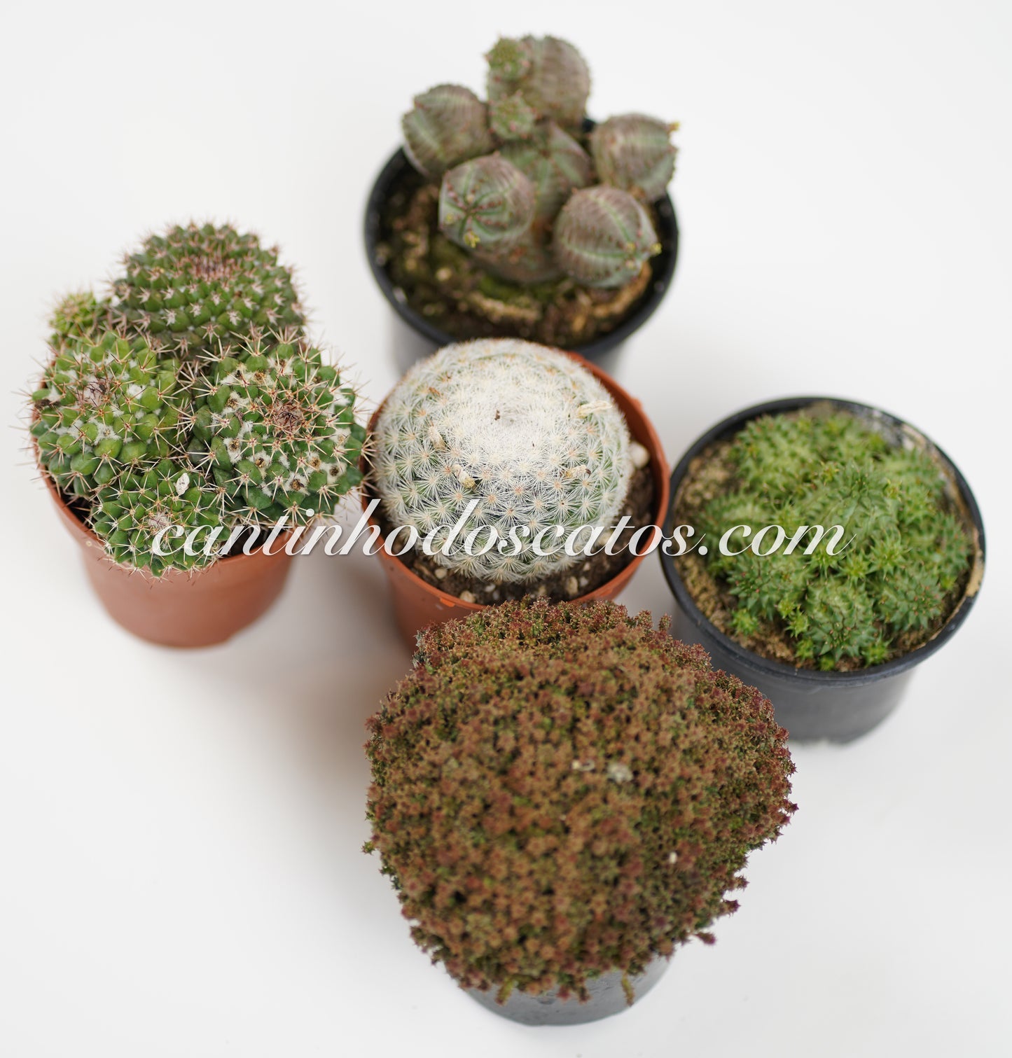 Mix Sortido de 5 Cactos