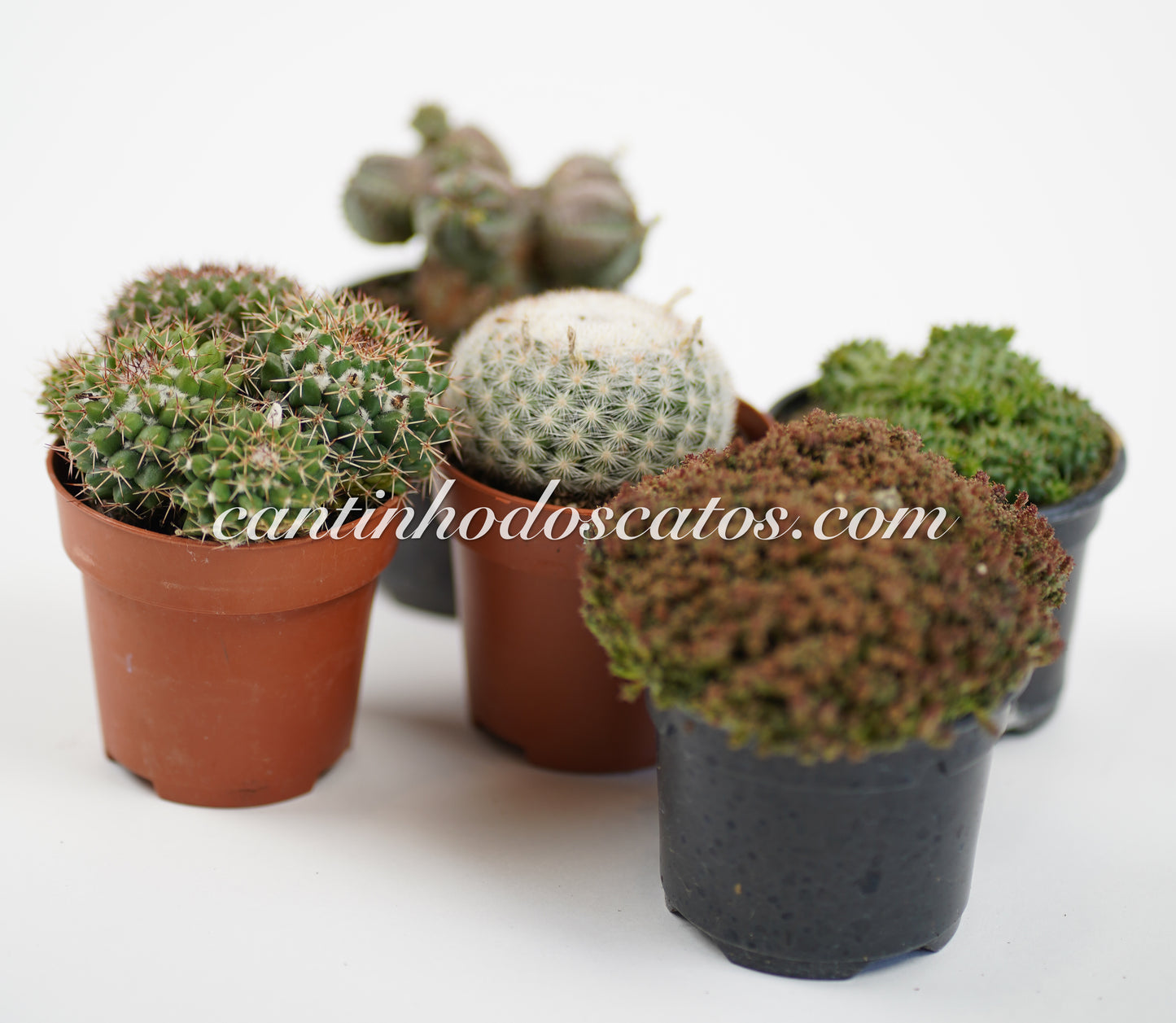 Mix Sortido de 5 Cactos