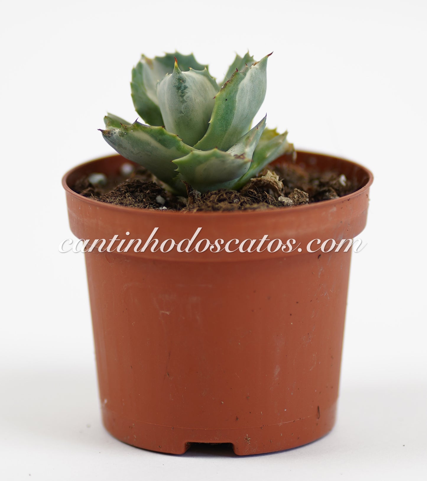 Agave Isthemensis "Ohi Raijin Shiro Nakafu"