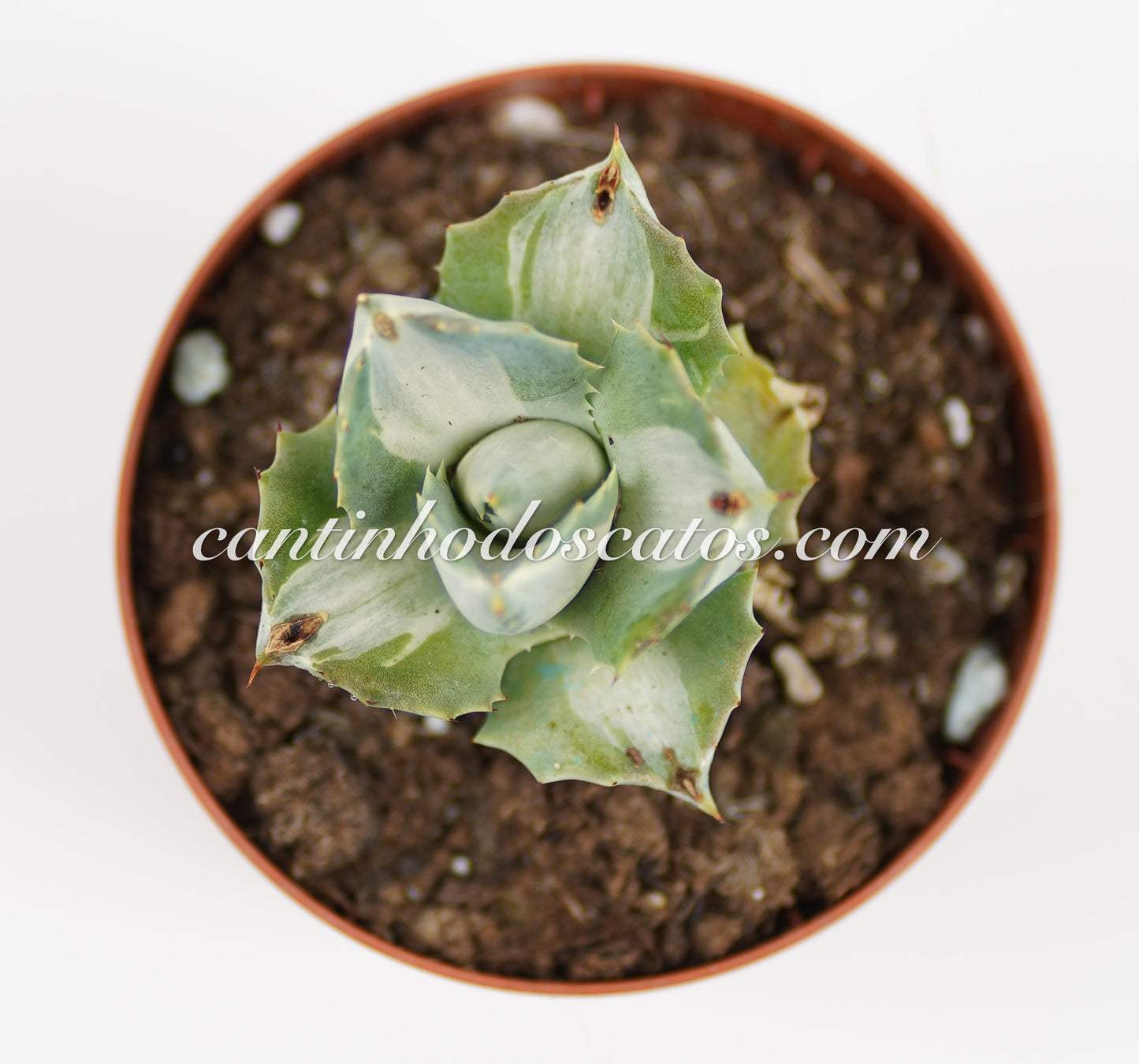 Agave Isthemensis "Ohi Raijin Shiro Nakafu"