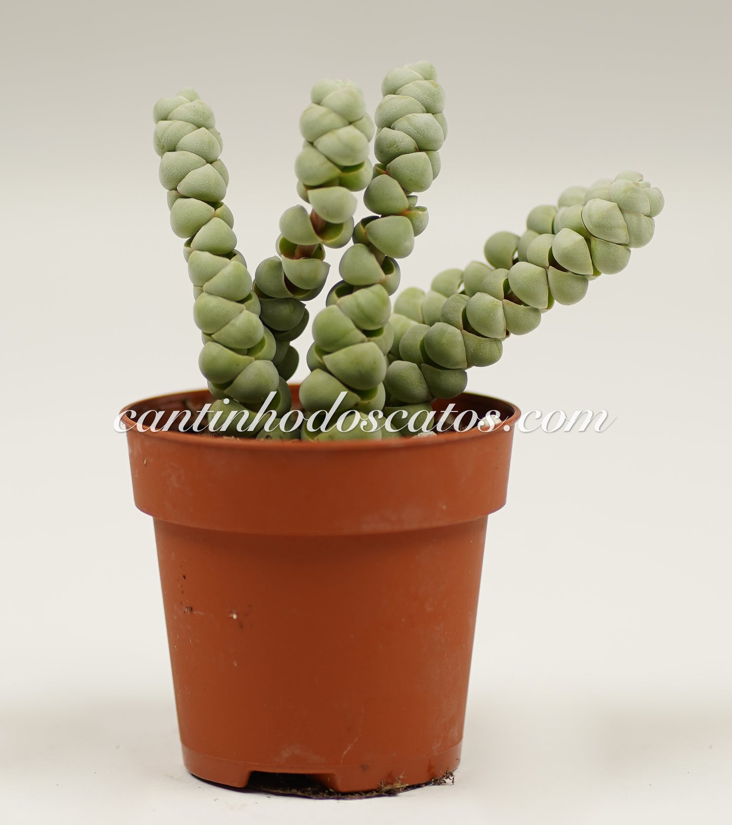 Crassula Plegmatoides