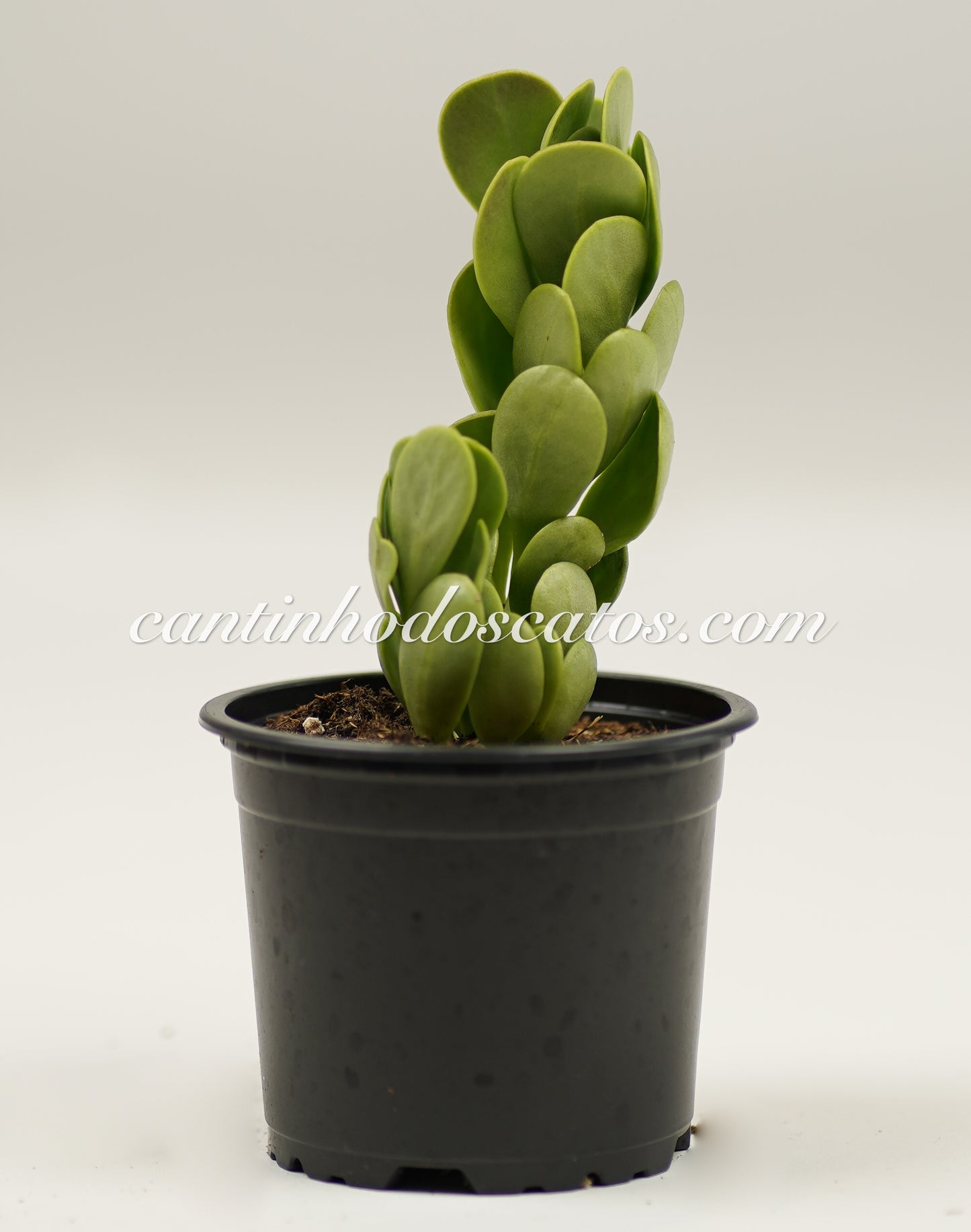 Senecio Jacobsenii "Trança de Cigana"