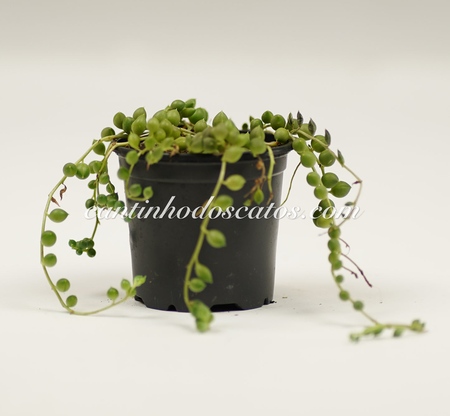 Senecio Rowleyanus "Colar de Pérolas"