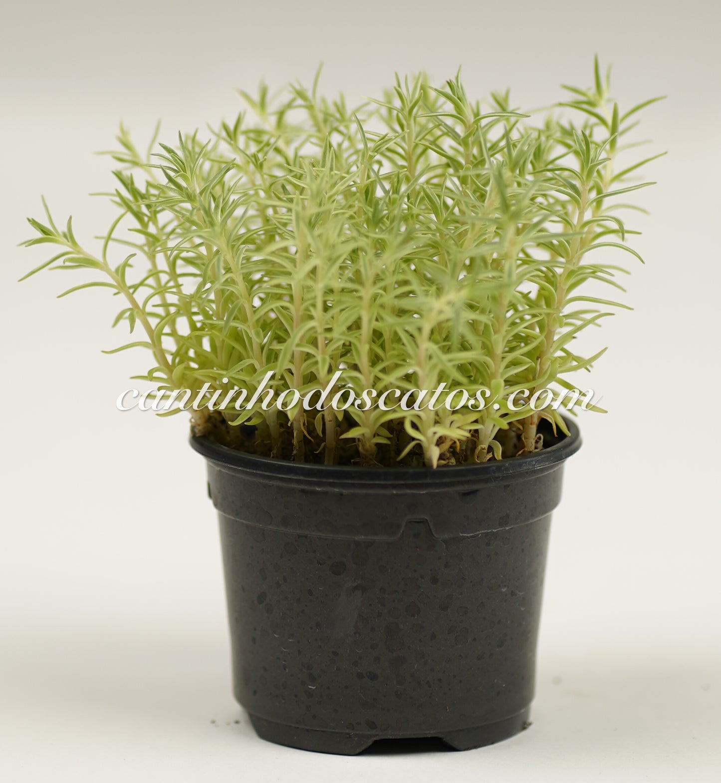 Sedum Lineare Variegata