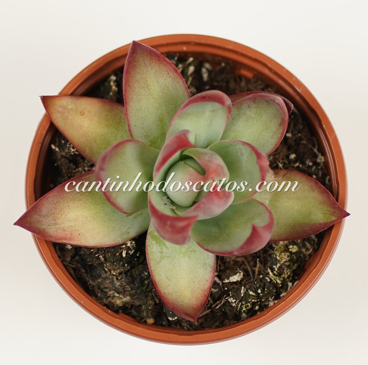Echeveria Agavoides "Casio"