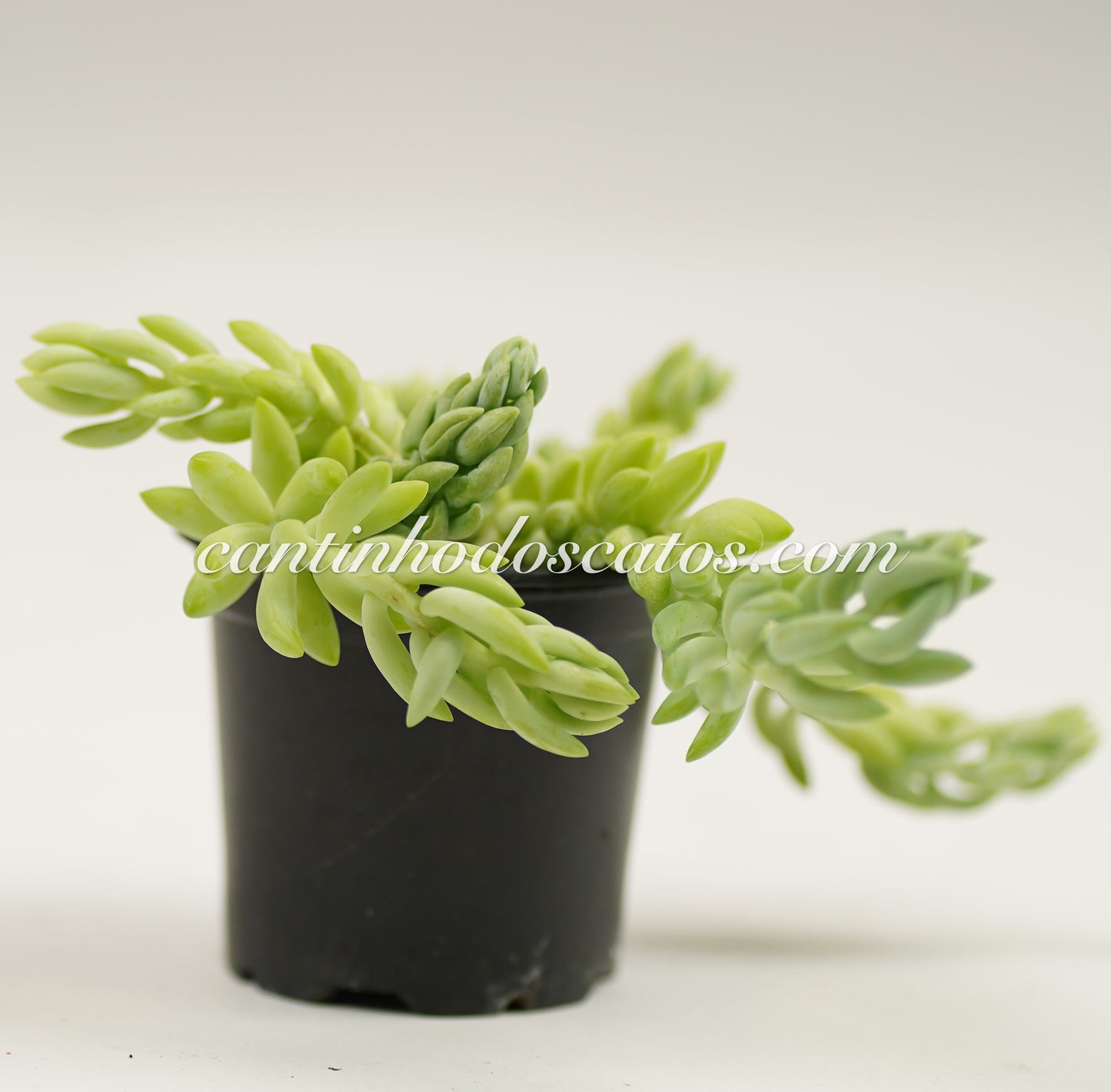Sedum Morganianum "Rabo de Burro"