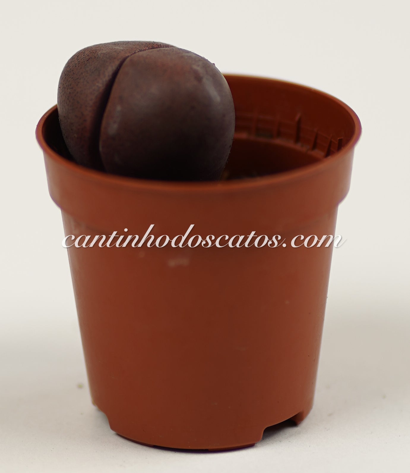 Pleiospilos Nelli Rubra