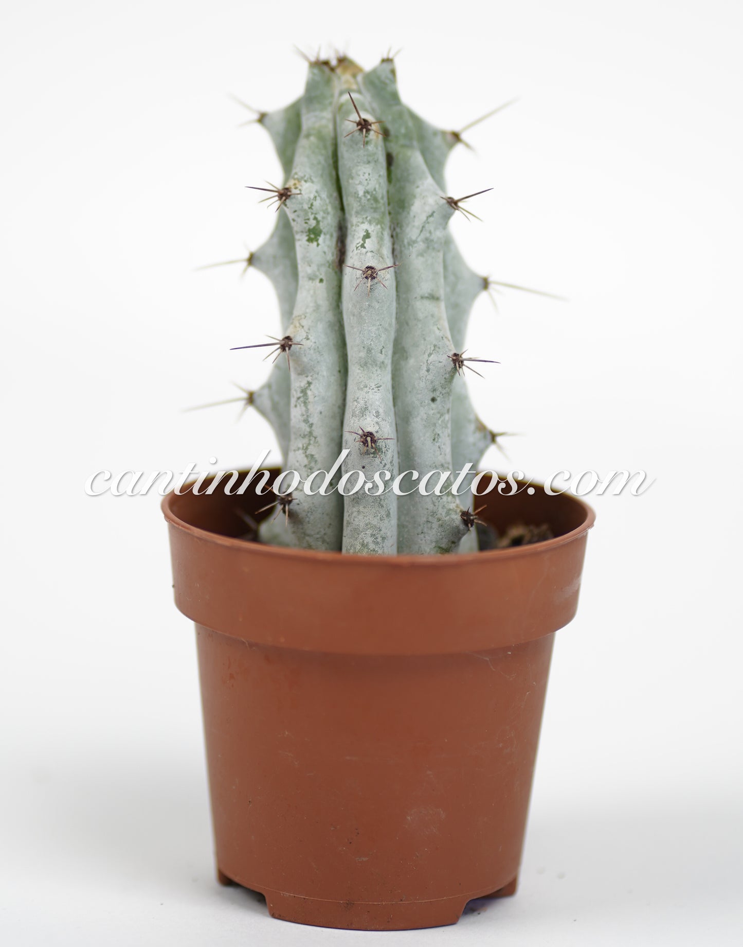 Stenocereus Beneckei