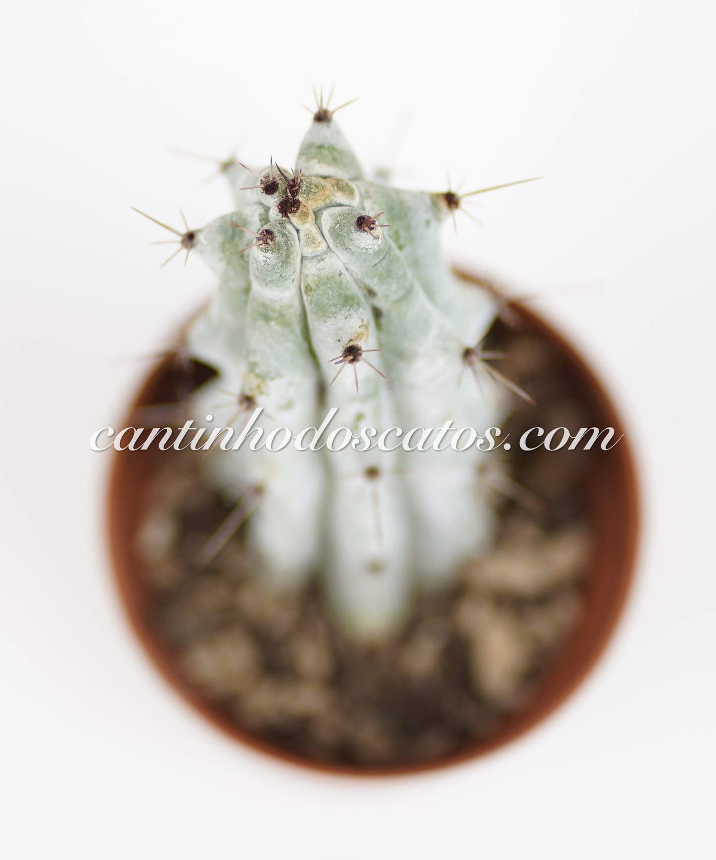 Stenocereus Beneckei
