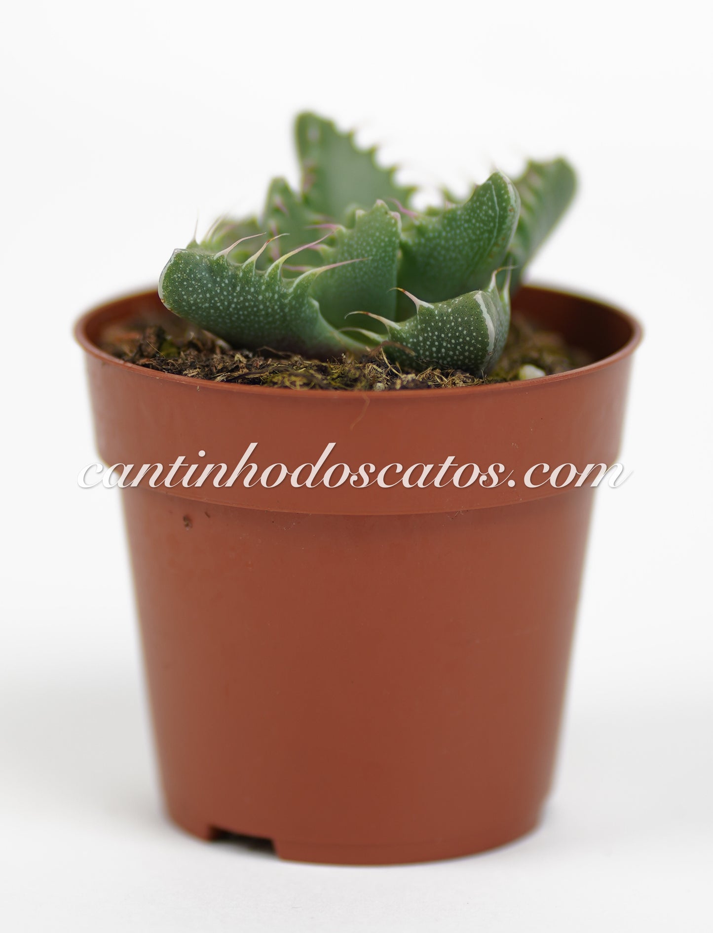 Faucaria Híbrida "Monster"