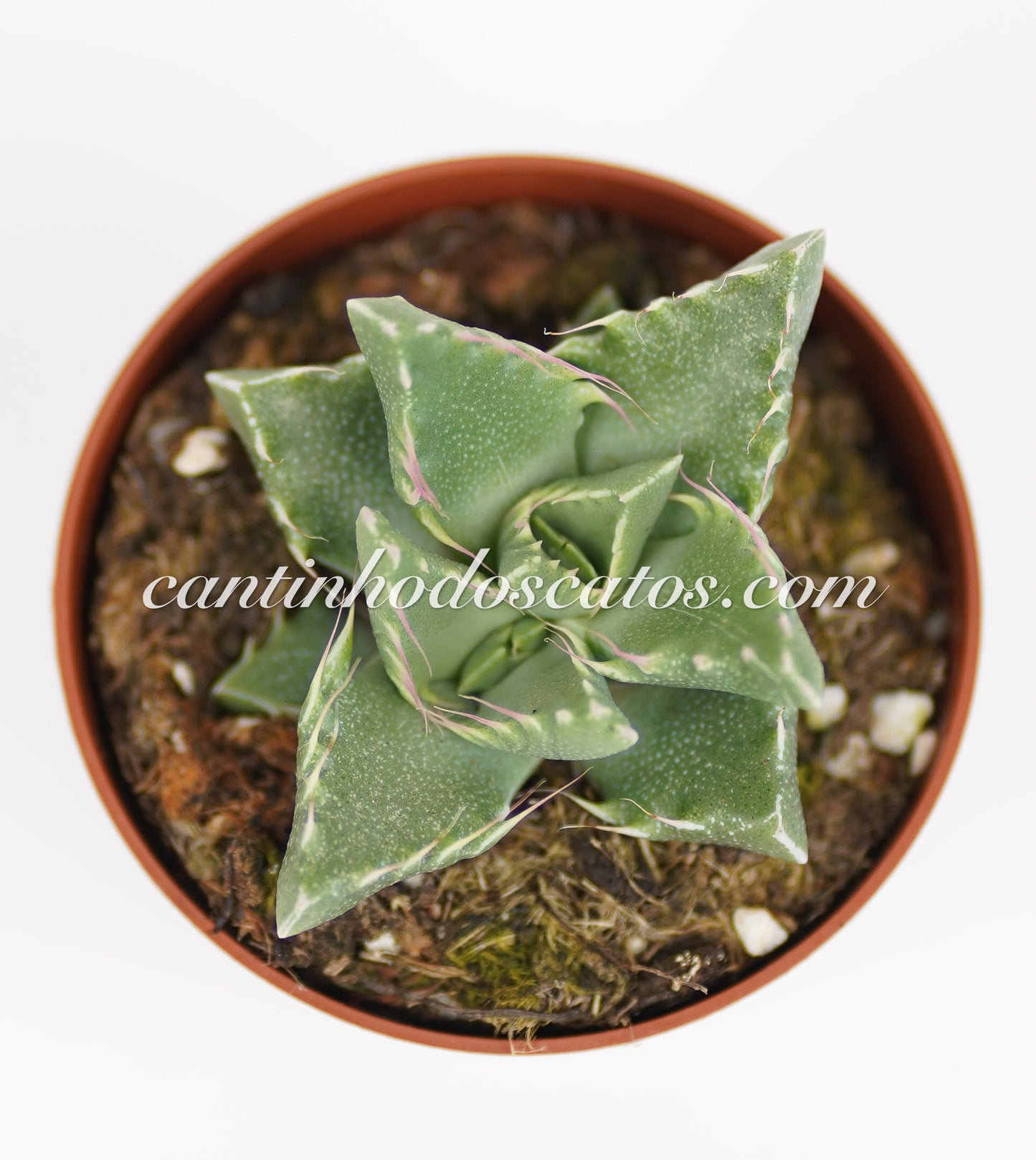 Faucaria Híbrida "Monster"