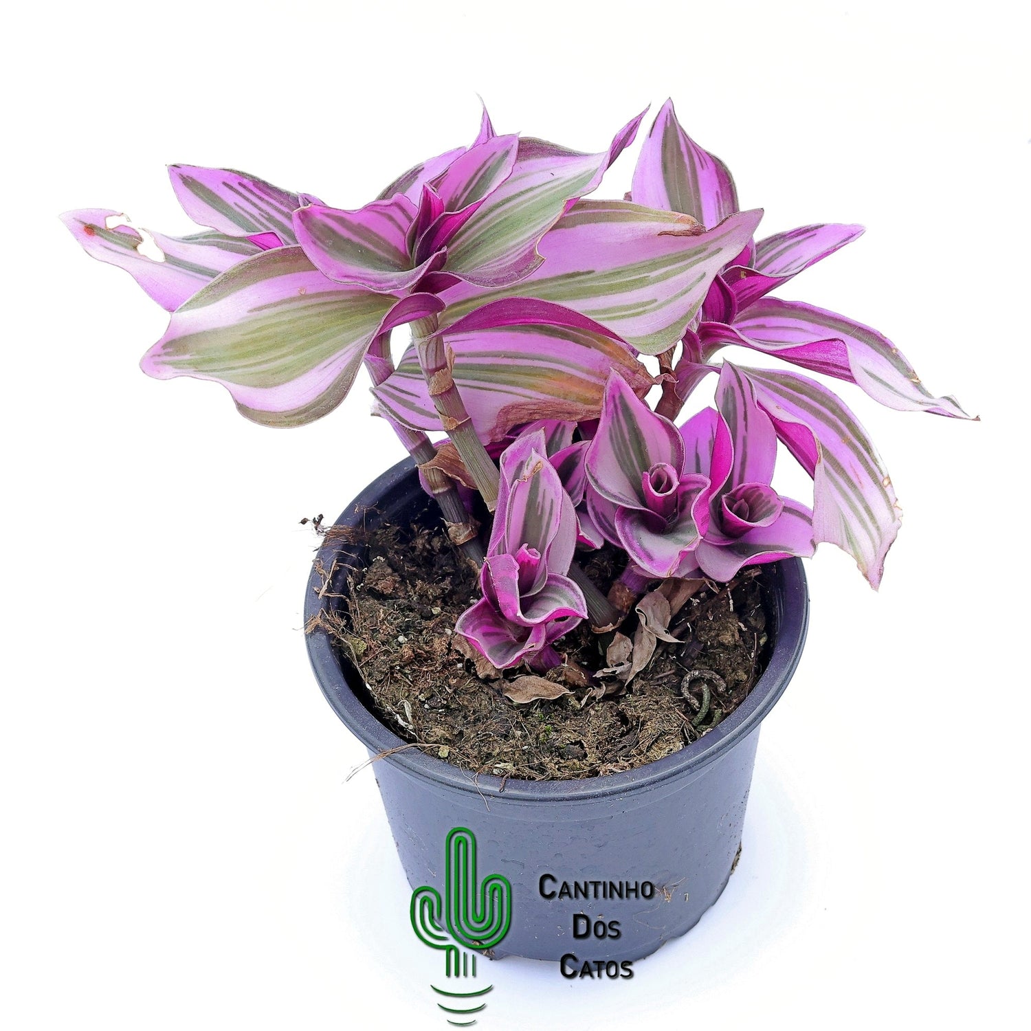 Tradescantia