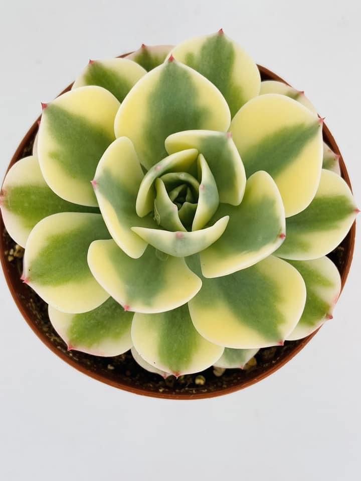 Echeveria