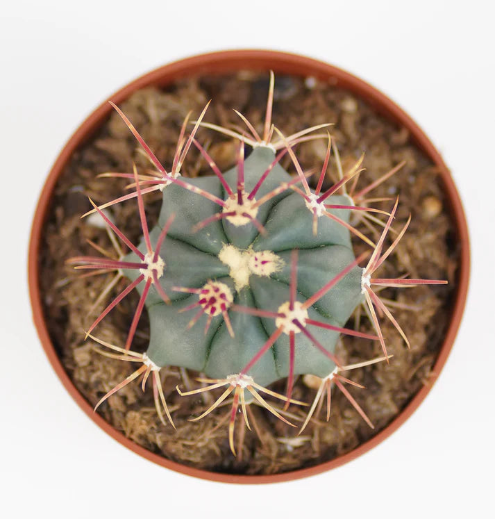 Ferocactus