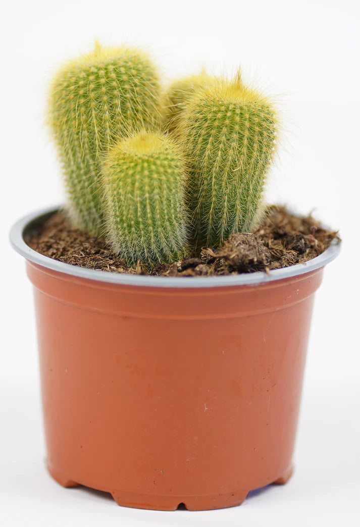 Notocactus