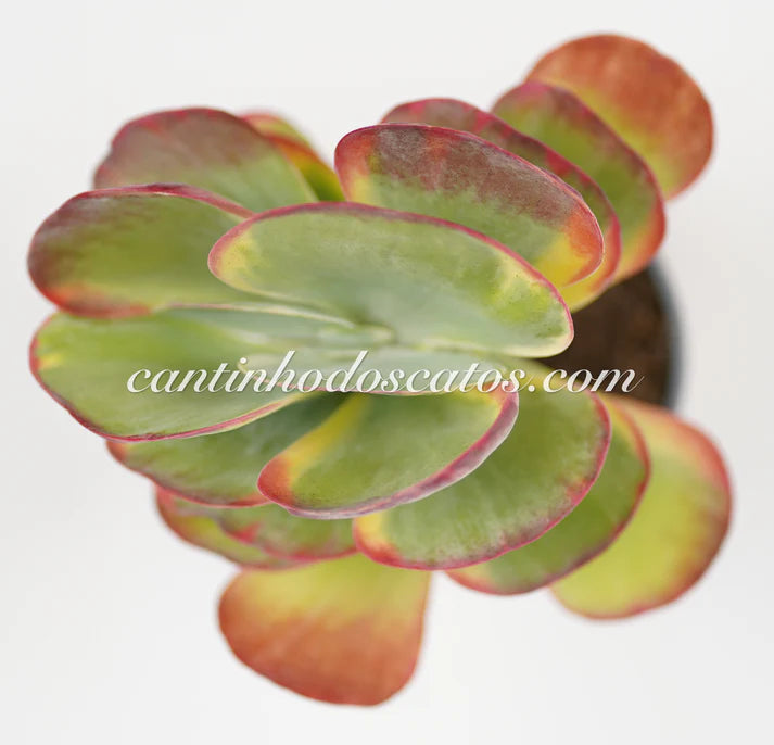 Kalanchoe