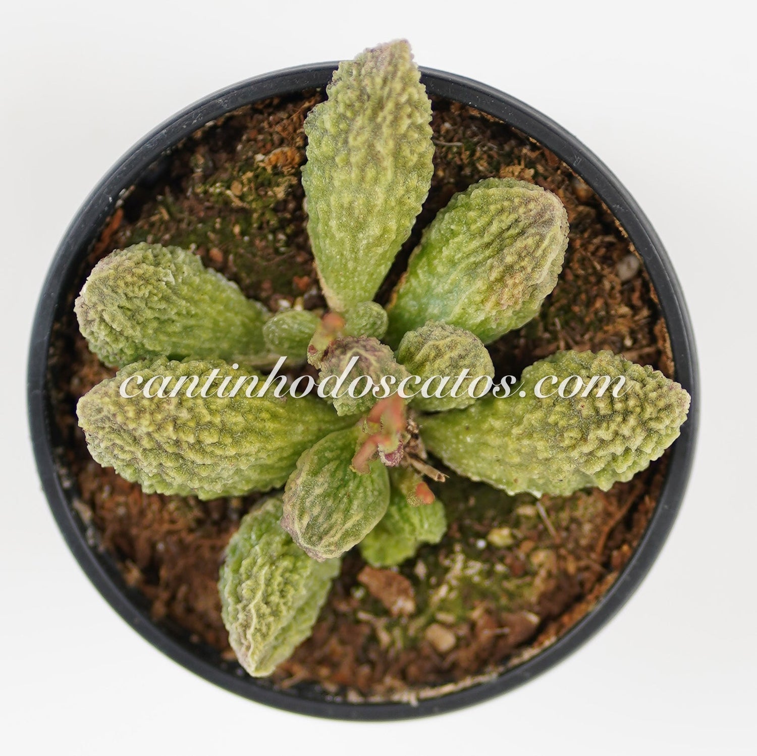 Adromischus