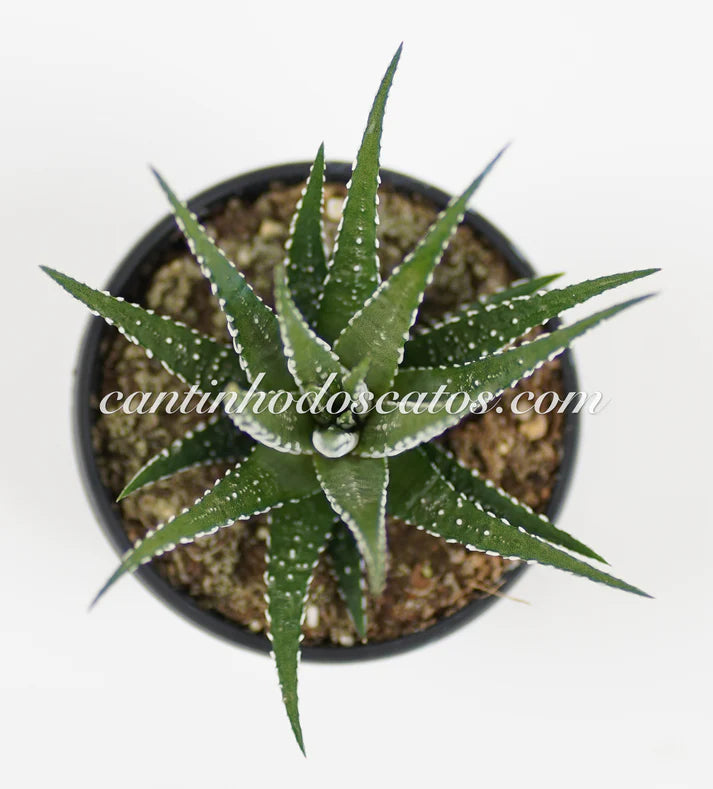 Haworthia