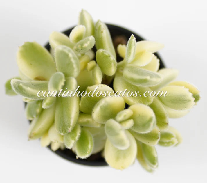 Cotyledon